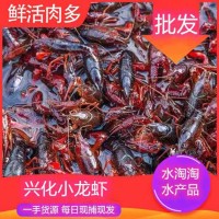 江蘇興化小龍蝦鮮活特大清水蝦青紅殼現(xiàn)撈活物水產(chǎn)生鮮養(yǎng)殖批發(fā)